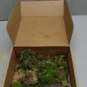 1.5 Sq. Ft. Preserved Moss Pole Decorative Moss for Crafts, Art, Wall Decor,Yellow Green Moss