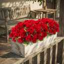 lovemoon 16 Pcs Artificial Geranium Plant Realistic Silk Flowers for Outside UV Resistant Faux Geraniums Flowers for Indoor Outdoor Home Garden Office Decoration (16, Red)