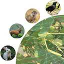 Bird Netting for Garden, 13x20Ft Garden Netting,Fruit Tree Netting Doesn't Tangle and Reusable Bird Mesh Protect Fruit Vegetables Plants from Birds Deer