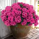 Hananona Artificial Geranium Flowers for Outdoors Geranium Silk Flowers Outdoor UV Resistant Garden Plants Faux Flowers for Home Kitchen Table Centerpieces Decor (12, Rose Red)