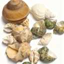 Natural Hermit Crab Shell Set, Small to Medium Size