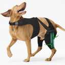 Dog Knee Brace for Back Leg, Adjustable Dog Leg Brace with 4 Stabilizers, Hip Support to Reduces Pain, Ligament Injuries & Luxating Patella & ACL CCL for Dogs, XL