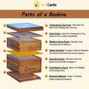 BeeCastle 10-Frames Complete Beehive Kit, 100% Beeswax Coated Bee Hive Includes Beehive Frames and Beeswax Coated Foundation Sheet (2 Layer)