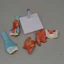 Human Laryngeal Anatomy Model, Including Tongue, Teeth, Thyroid and Laryngeal Structure Research Models, Suitable for Medical Education, Training and Research