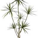 Artificial Dracaena marginata,6ft Tall Fake Plants Artificial Dracaena marginata Plants for Indoor, Fake Trees for Office Home Living Room Floor Patio Greening Porch Decor