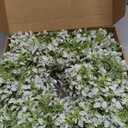 26" Artificial Boxwood Wreath for Front Door - Large Faux Aglaia Odorata Wreath, Fake Eucalyptus Leaves Plants for Wall Window Farmhouse Outdoor Decor - Spring, Summer, All Seasons (White-Green)