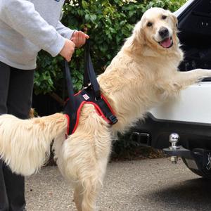 Dog Support Harness for Back Legs - Lift Harness with Handle and Shoulder Strap to Help Lift and Walk Elderly Dogs  Rear Leg Support for Pet Mobility or Recovery  Medium (Medium - 18-21 inch)