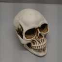 READAEER Resin Skull, Human Head Model for Home Decoration, Halloween Statue, Skull Model for Bookshelf and Desktop (White)