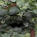 15" Eucalyptus Wreath, Year Round Wreaths for Front Door, Spring Summer Wreath with Green Faux Eucalyptus, All Seasons Evergreen Decor for Inside Farmhouse Festival Celebration Party(3PC)