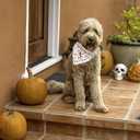 2 x Fall Dog Bandana, 1PC Halloween Bandanas Bib Scarf Pet Kerchief Washable Cotton Square Dog Scarfs for Small Medium Large Dogs (Pumpkin)