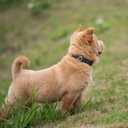 Hyhug Reflective Martingale Dog Collar with Buckle: Escape-Proof, No Slip Heavy Duty Nylon, Colorfast Adjustable Pet Supplies for Small Breeds (Reflective Green, Small)