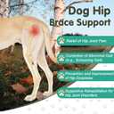 Dog Hip Orthotics Brace, Dog Hip Dysplasia Brace, Support for Hip Dysplasia, Arthritis, Luxating Patella, Back Leg limping, Relieve Hip Pain and Orthodontic Assistance - Medium