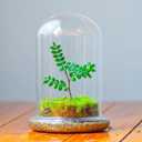 NCYP Glass Cloche Dome with Air Hole and Base, 5.9 x 5.9 x 8.2 Inches, Clear Terrarium Planter for Venus Flytrap, Small Plants, Home Indoor Tabletop Decoration (No Plants)