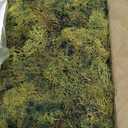 Preserved Reindeer Moss Natural Green DIY Kit Gardenning Art Wall Decor Florist Decor Easter Table Decor Wedding (0.85 lb)