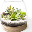 6 Inch Plant Glass Terrarium with Removable Wooden Base for Succulents Glass Bowl for Air Plant Cactus Moss (Plants not Included)