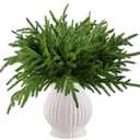 12 Pcs Norfolk Pine Stems Real Touch Norfolk Pine Branches Realistic Christmas Greenery Evergreen Stems for Decorating Christmas Indoor Home Decor