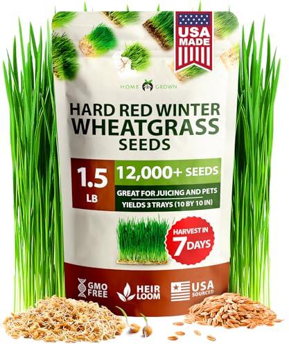 HOME GROWN 12,000+ Wheatgrass Seeds Bulk Pack(1.5 lb) Hard Red Winter Wheatgrass Heirloom, Sprouting for Juicing, Microgreens, Smoothies & Indoor Gardening (Triticum aestivum)