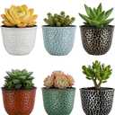 Worth Garden Plastic Round 8 Inch Planters for Indoor Plants Set of 6 Outdoor Resin Flower Pots Colorful with Drainage Hole Rubber Plug Retro Appearance Home Christmas Decorative Containers Multicolor
Visit the Worth Store