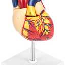 QWORK Life Size Human Heart Model, Anatomically Accurate 2-Part Model with Detachable Wall, Fixed with Hidden Magnets, 1 Pc