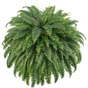 FOREST PRINCE 50" Artificial Boston Ferns, Fake Bush Plants, Large Faux Ferns with 96 Fronds for Outdoors Home Decor