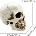SOACH Resin Skull, 1:1 Human Skull, Human Head Model for Home Decoration, Halloween Statue, Bone Model, Model Anatomical Medical Skeleton, Jaw is Movable (White)