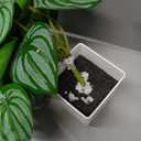 Der Rose 2Pcs Small Fake Plants Artificial Mini Faux Plants for Bathroom Office Desk Shelf Table Accessories Decor Indoor
