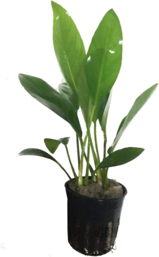 Anubias Congensis Live Aquatic Potted Plant for Aquarium Freshwater Fish Tank by Greenpro