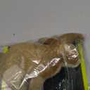 Hyper Pet Wildlife Critters Rabbit Plush Dog Toy with Squeaker, Brown