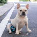 CuteBone Washable Dog Diapers Female No Tail Hole 3 Pack Reusable Doggie Period Training Pants for Docked-Tail Frenchie French Bulldog Boston Terrier Without Tail WWD04L, Medium
