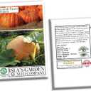 2 x Atlantic Giant Pumpkin Seeds for Planting, 15+ Heirloom Seeds Per Packet, (Isla's Garden Seeds), Non GMO Seeds, Botanical Name: Cucurbita Maxima, Great Home Garden Gift