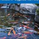 AquaMiracle All-in-One Koi Pond Aerator for Outdoor Ponds up to 2000 Gallons, Pond Air Pump Pond Aeration System with 4-Outlet Airline Tubing Air Stones Check Valves