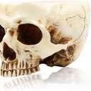 RMM Halloween Decoration Retro Human Skull Head Flower Pot Planter Bed Box Container Replica Home Bar Dcor,Clear, 3 pcs