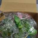 WILLBOND 100 Pieces Succulents Plants Artificial Fake Succulents Bulk Artificial Succulents Unpotted Realistic Plants Assorted Textured Succulent Faux Succulent Plastic Cactus Stems for Decoration (Cute Style)