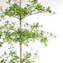 Artificial Black Olive Tree, 7FT Tall Faux Shady Lady Tree with Potted, Fake Olive Tree for Home Decor Indoor