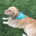 Max and Neo Dog Bandanas - We Donate 1 for 1 to Dog Rescues for Every Product Sold (5 Pack, Needs Space) (Red)