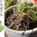 Cactus Soil Potting Mix with Mycorrhizal Fungi - 4 Quarts of Soil for Succulents and Cactus - High Drainage, Slightly Acidic, Soil for Healthy and Happy Indoor Plants