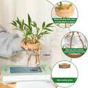 Separated Desktop Glass Flower Vases - Ideal Plants Propagation Stations for Living Room, Bedroom Decoration,Home Decor (2)