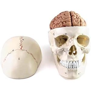 QWORK Human Skull and Brain Anatomy Model, 11 Parts, Life Size, Numbered, Anatomically Accurate, for Science Teaching Learning