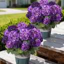 Geraniums Artificial Flowers for Outdoors, 2 Pack Potted Plants Fake Geranium Bush Realistic Fake Flowers Greenery UV Resistant Faux Flowers for Outdoor Planters Outside Gardens Front Door Indoor, Mix