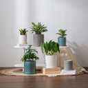 6 Inch Plant Pot: Ceramic Planter with Drainage Hole & Saucer Indoor Outdoor Plants - Cylinder Round Flower Pot for Home Office - Modern Decorative - Small White