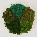 Preserved Reindeer Moss Natural Green DIY Kit Gardenning Art Wall Decor Florist Decor Easter Table Decor Wedding (1 lb, Color Mix-Green-(03+04+06+10+11))