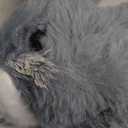 Hopearl Hopping Rabbit Interactive Electronic Pet Plush Bunny Toy with Sounds and Movements Animated Walking Wiggle Ears Twitch Nose Gifts for Toddlers Birthday, Gray, 7''