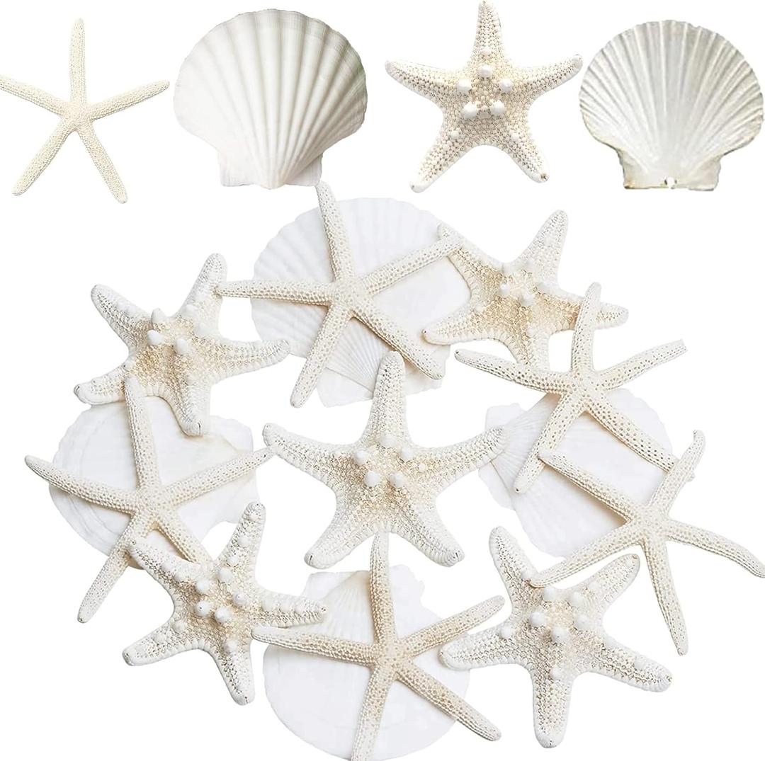 JQAQJU 3-4 Inches Large Starfish and Scallop Shells for Crafts 12PCS, Natural Beach Sea Shells for Crafting, Baking Shells Perfect for White Christmas Decor Beach Party Wedding Fishtank DIY Crafts