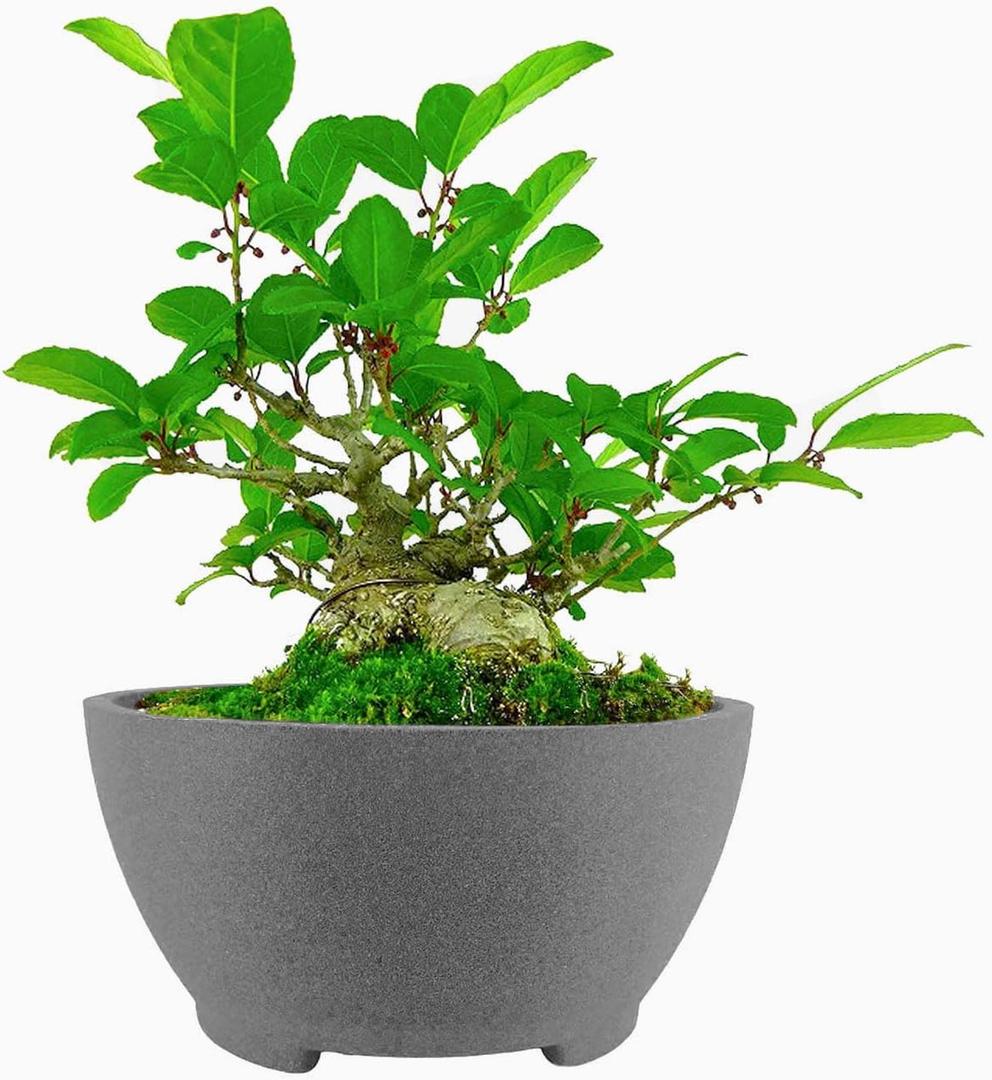 8.26 Gray Ceramic Bonsai Pot with Drainage Holes - Large Unglazed Clay Planter for Ficus Trees, Succulents & Indoor Plants, 4" Deep Round