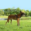 No Pull Dog Harness, Reflective Puppy Harness with Soft Padded Handle, Escape Proof/Quick Fit Adjustable Pet Harness for Small Medium Large Dogs, Easy for Training Walking (Black, S)