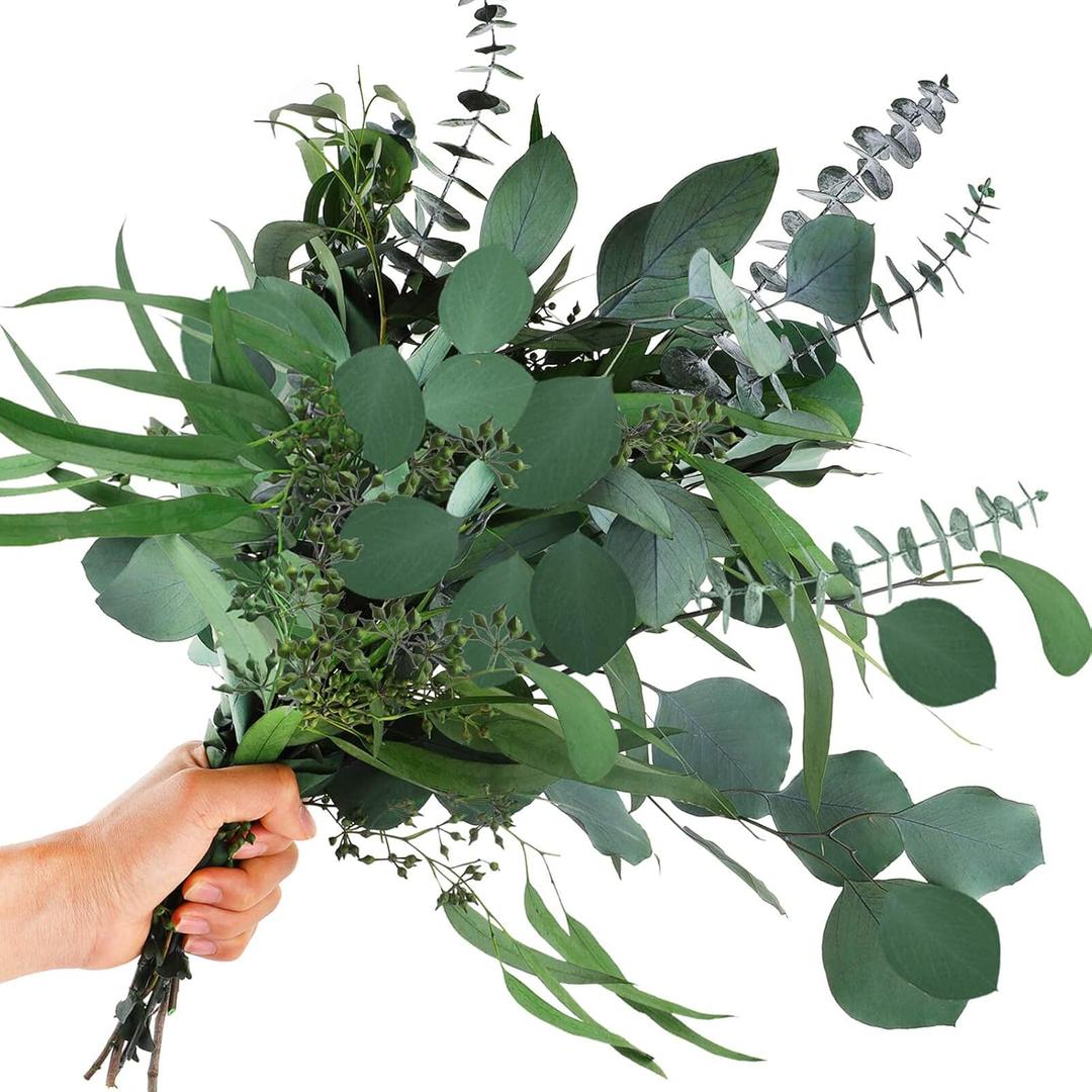 12Pcs Mixed Real Dried Eucalyptus Leaves Stems - Preserved Plant Branches, Silver Dollar Eucalyptus, Seeded Eucalyptus Bouquets for Vase Floral Arrangements Wedding Greenery Decor