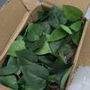 alyptus Fake Pothos Hanging Plants 33" Set of 2 Faux Ivy Vines with Pots Realistic Silk Devils Ivy for Indoor Dcor Low Maintenance Artificial House Plants for Home Bathroom or Office - Green