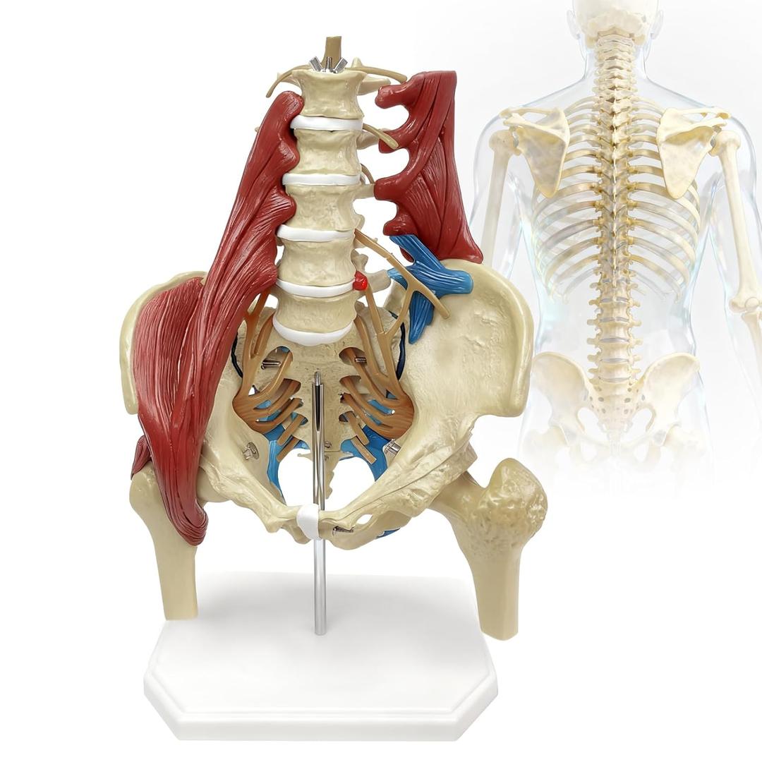 Lumbar Spine Model with Nerves, Female Pelvis Model Anatomy 1:1 Life Size Nerves Hip Joint Muscle Model Removable Movable Femur Heads Product Manual Card for Medical Education Study