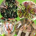 Norme 6 Pcs Christmas Tree Topper 17 Inch Red Green Candy Cane Xmas Decorations Woolen Curly Christmas Tree Picks Ornaments for Xmas Vase Filler Garland Home Holiday Decorations