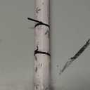 HOMETITUTE Olive Leaf Wallpaper Peel and Stick Botanical Contact Paper Wall Paper Stick 17.7" x 118.1" Self Adhesive Vinyl Wall Covering for Kitchen Pantry Dining Room Decor